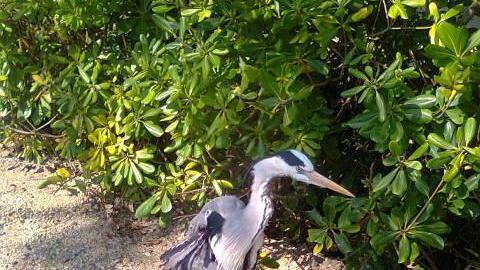 Ore 11. Viene trovato l'airone Arlock nella zona della Foce. Ha l'ala destra lesionata