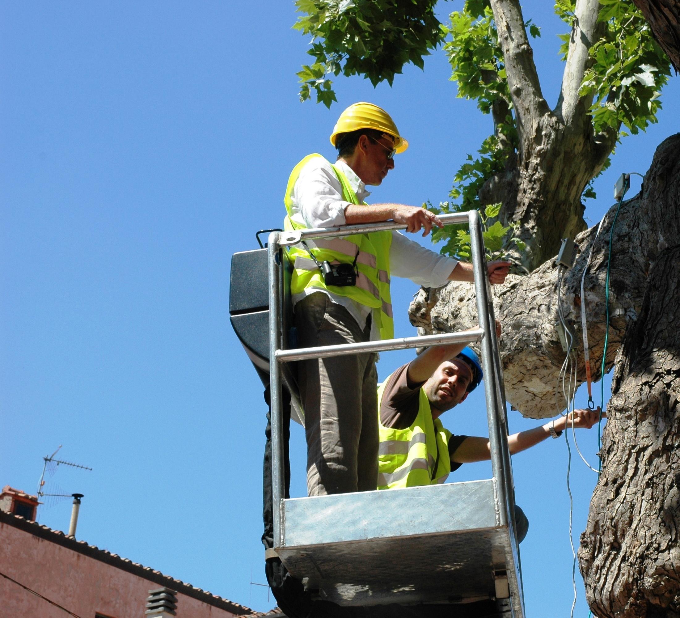L'Università censirà il patrimonio arboreo di Pisa