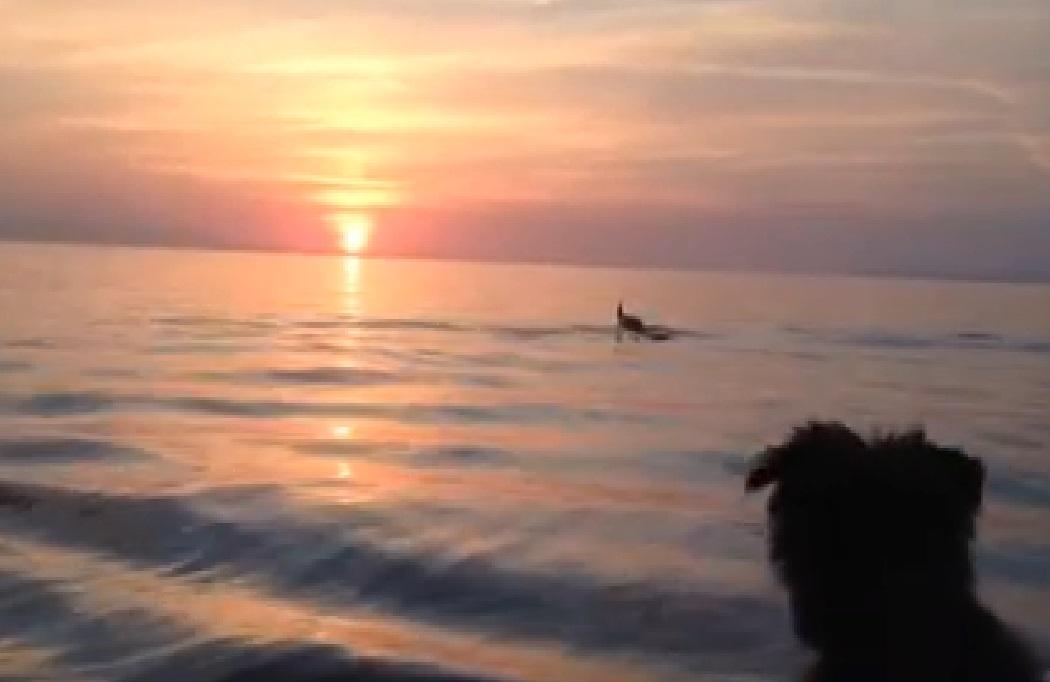 Delfini a Marciana Marina (immagine tratta dal video di Luca Covitto)