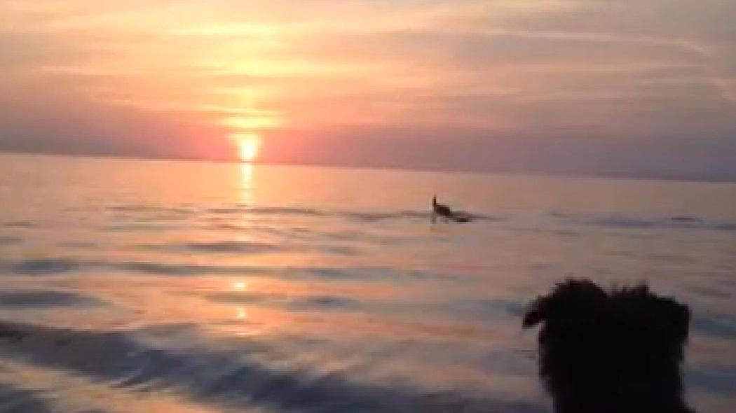 Delfini a Marciana Marina (immagine tratta dal video di Luca Covitto)