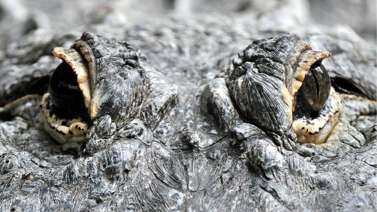Salva la figlia dalle fauci del coccodrillo