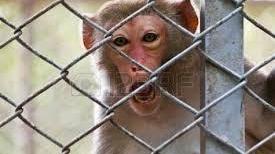 Stop agli esperimenti sui macachi, saranno liberate le sedici  scimmie dello stabulario