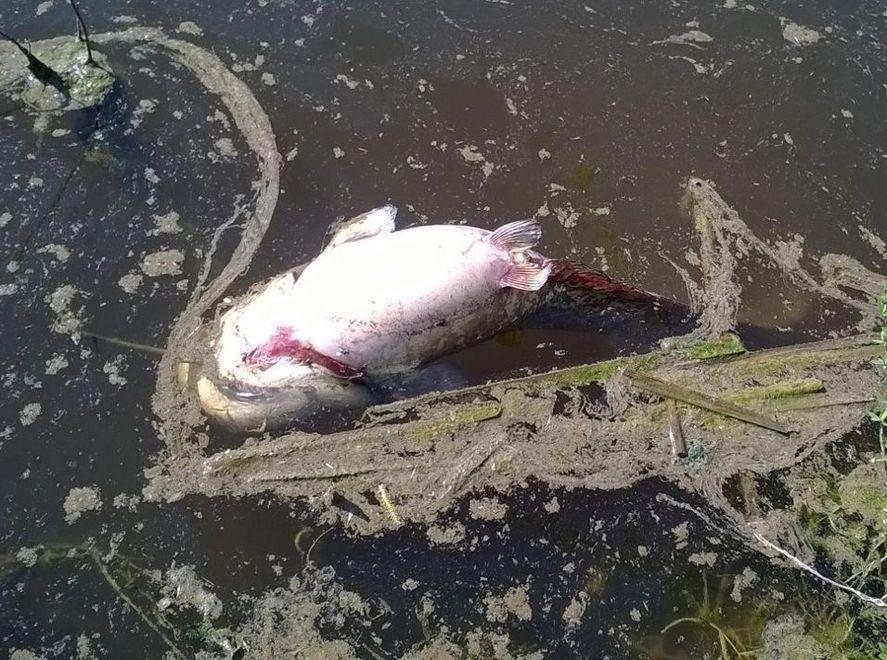 Versano liquami nel lago centinaia di pesci morti 