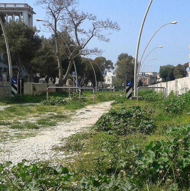 Nel parcheggio è tornata la giungla 