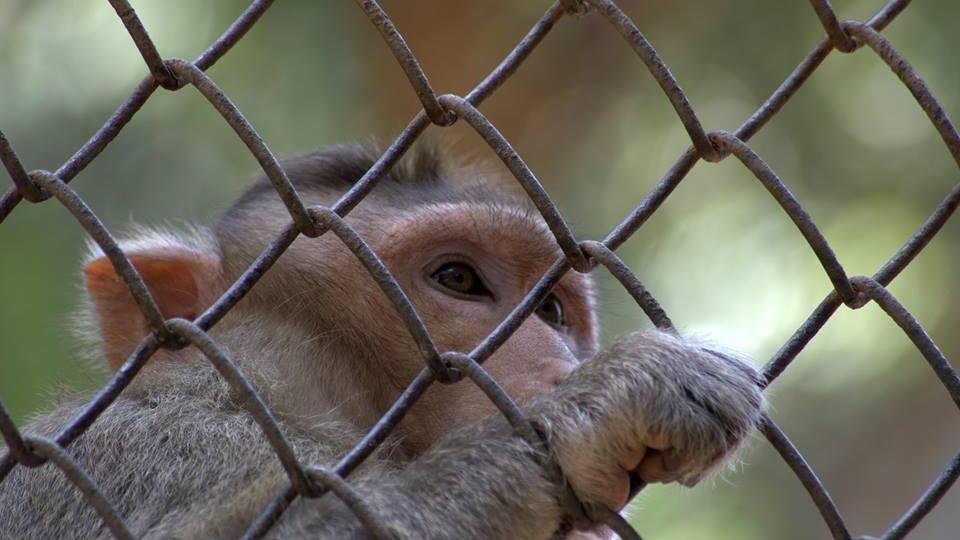 L'Unimore libera i macachi da sperimentazione