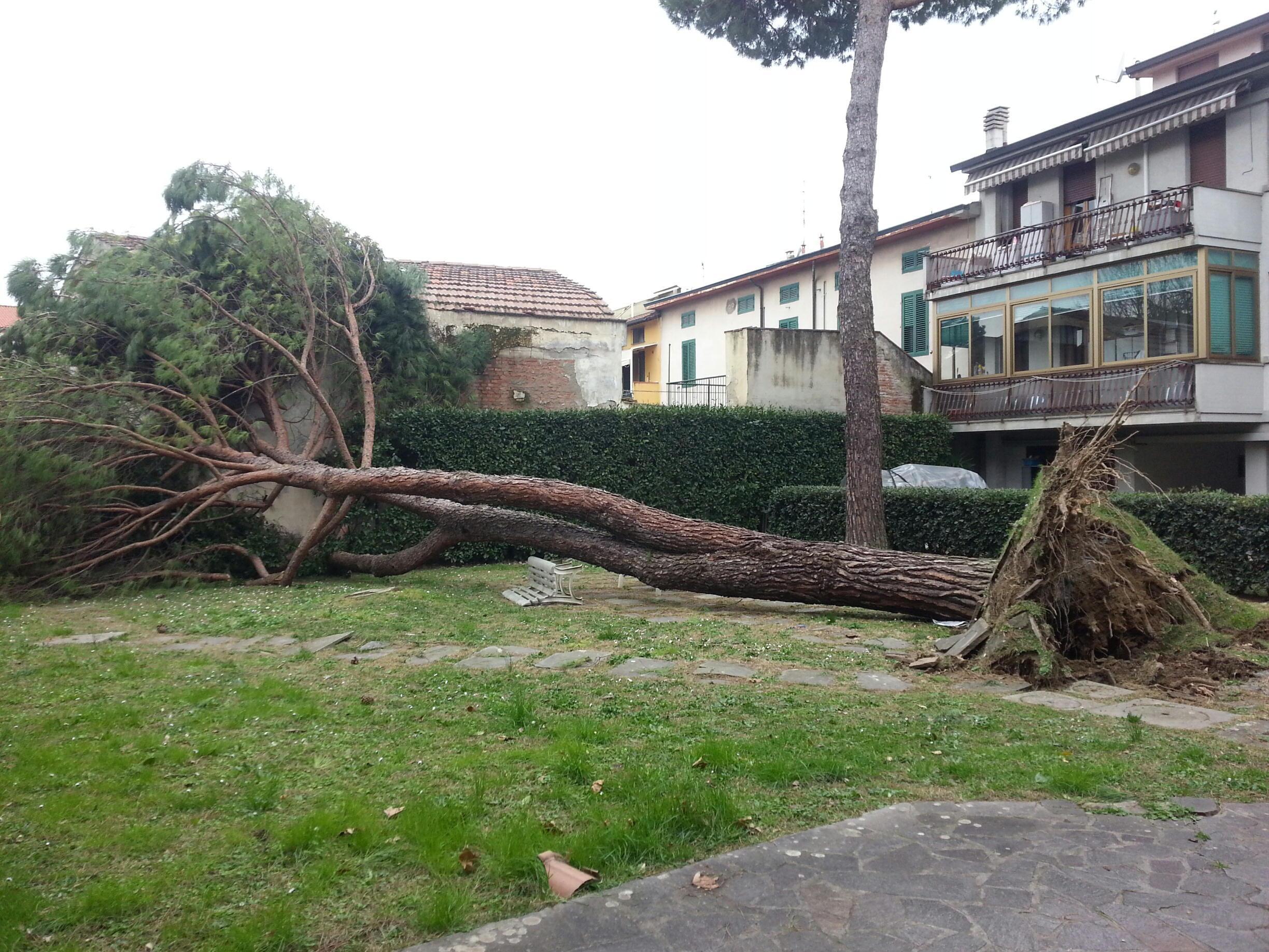 Un albero abbattuto dal vento