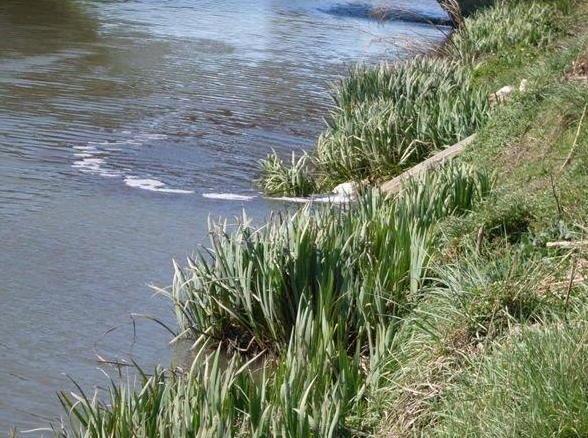 «Fossi inquinati dall’allevamento di bufale» 