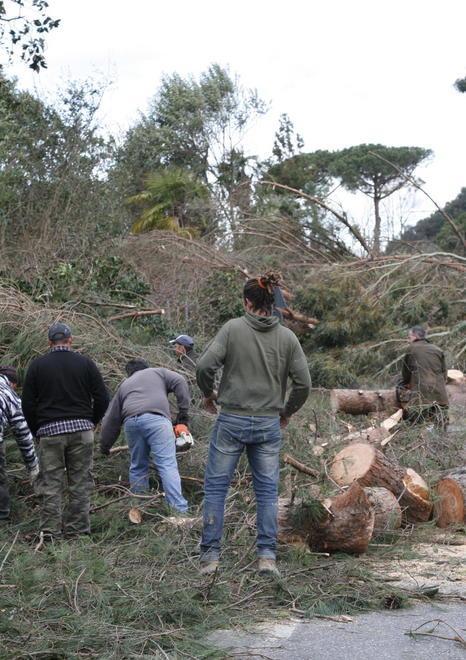 Olivi, lecci e castagni al posto dei pini abbattuti dal vento 