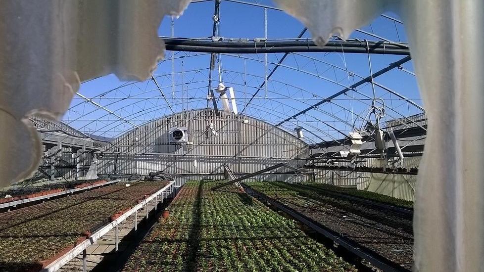 Coldiretti: sono 200 i vivai a rischio