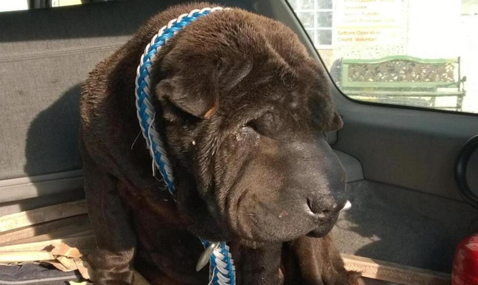 Cane vagava sulla 206, salvato dalla Polizia stradale