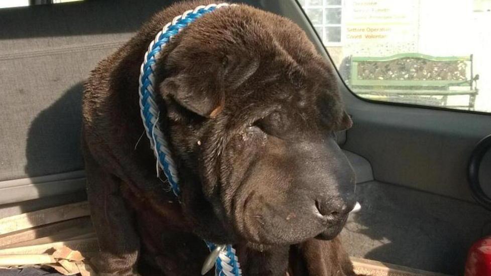 Cane vagava sulla 206, salvato dalla Polizia stradale