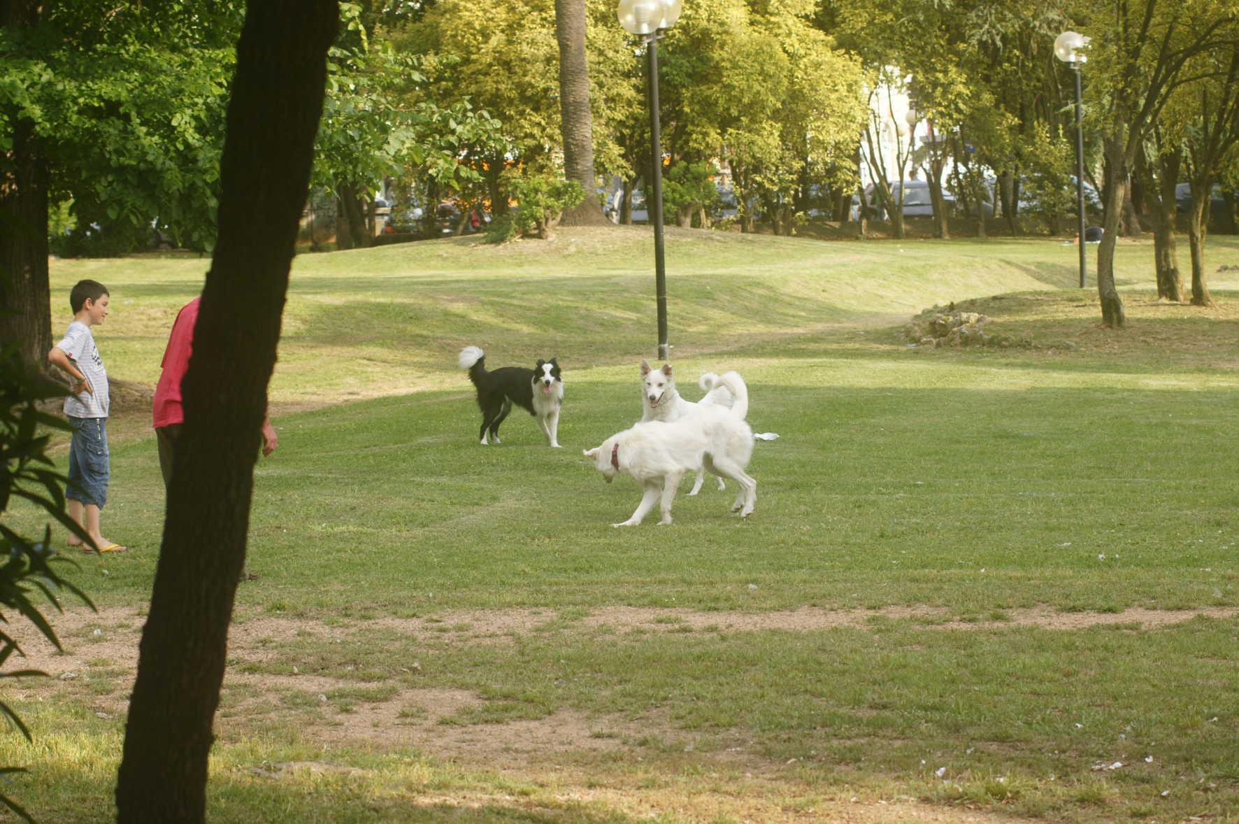 Cani in giro senza guinzaglio in un giardino pubblico (foto di repertorio)