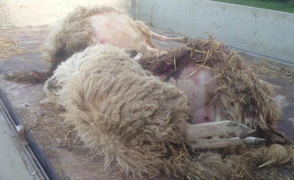 Allevamenti, i predatori colpiscono 