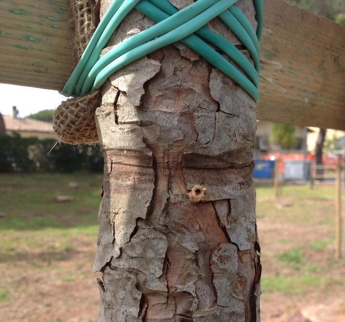 I nuovi killer degli alberi sono due terribili coleotteri 