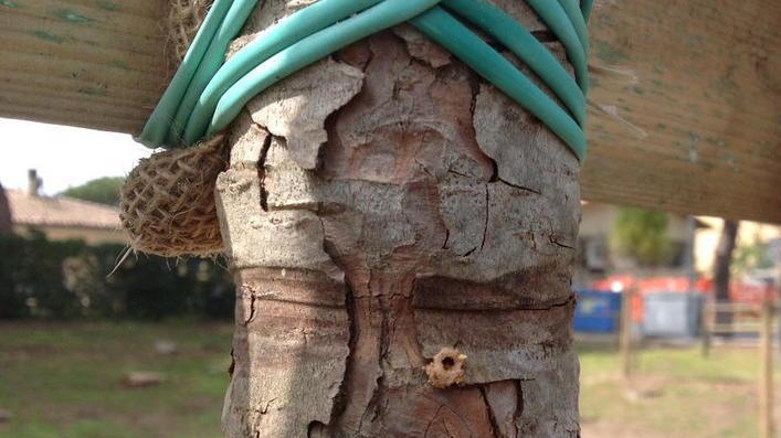 I nuovi killer degli alberi sono due terribili coleotteri