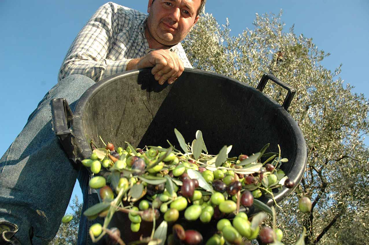 Olio: produzione quasi azzerata 