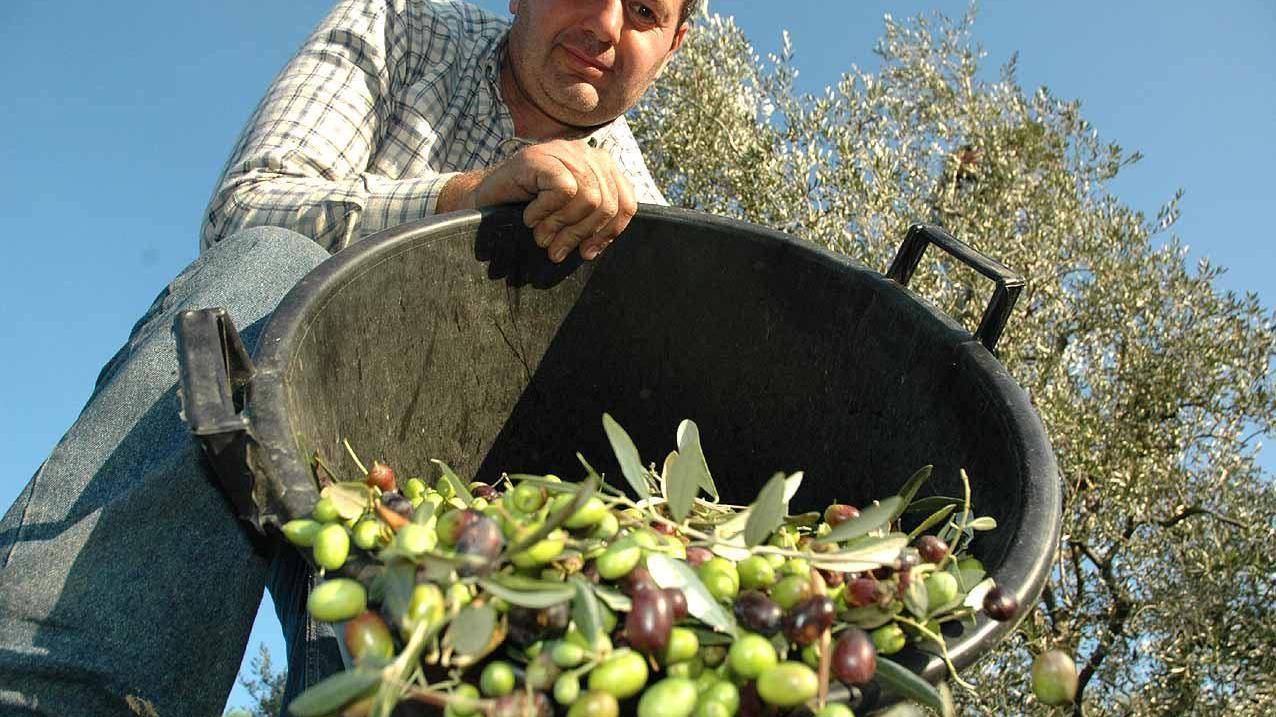 Olio: produzione quasi azzerata