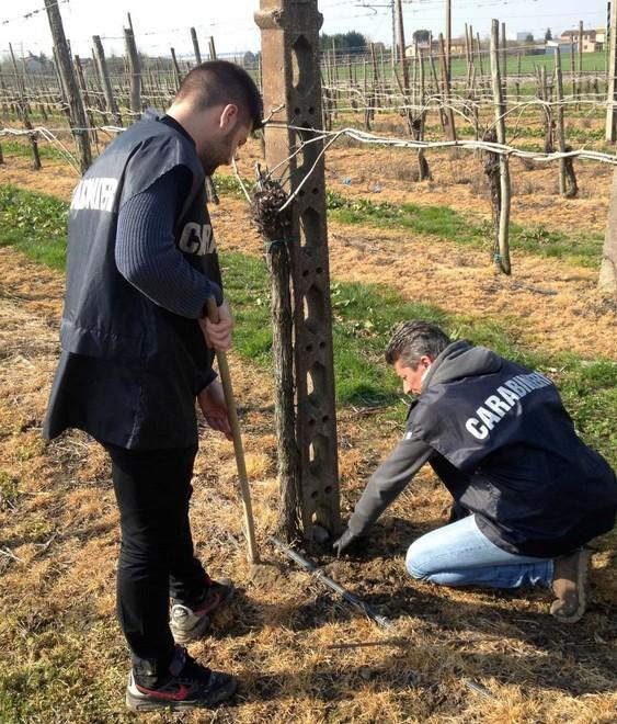 Oltre la droga anche una carabina rubata