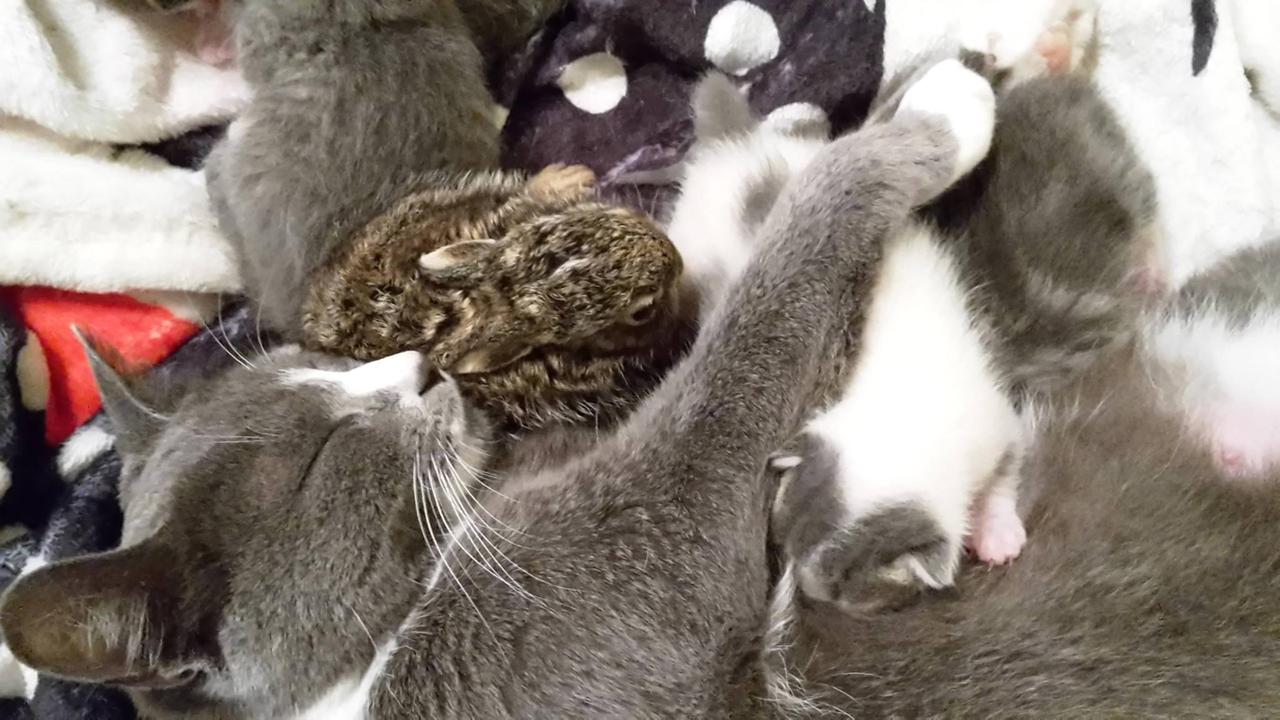 Il leprotto insieme alla gatta Spiga