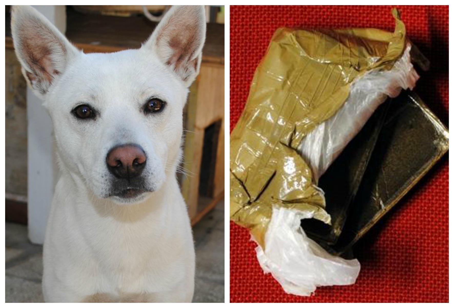 Teddy, il cane si mette a scavare una buca e trova due etti di droga 