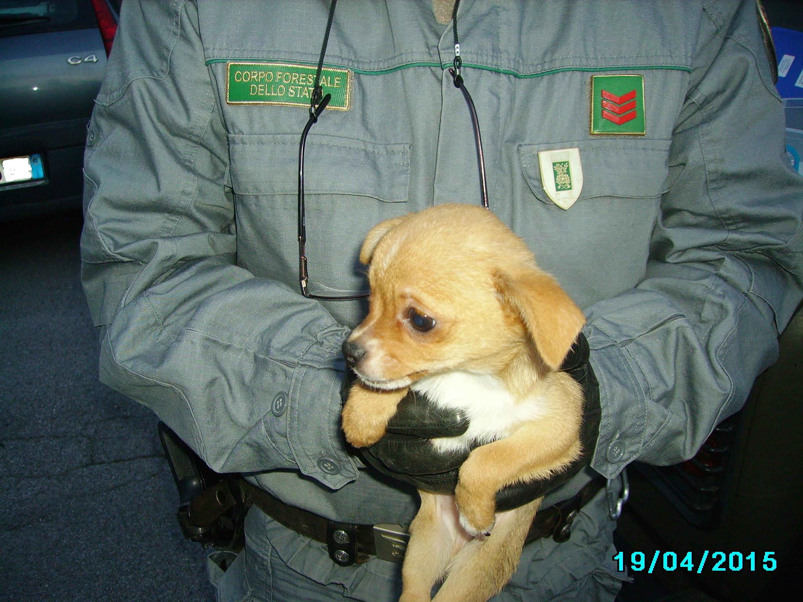 Uno dei cuccioli salvati