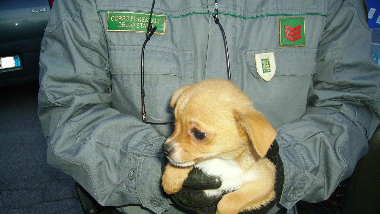 Uno dei cuccioli salvati