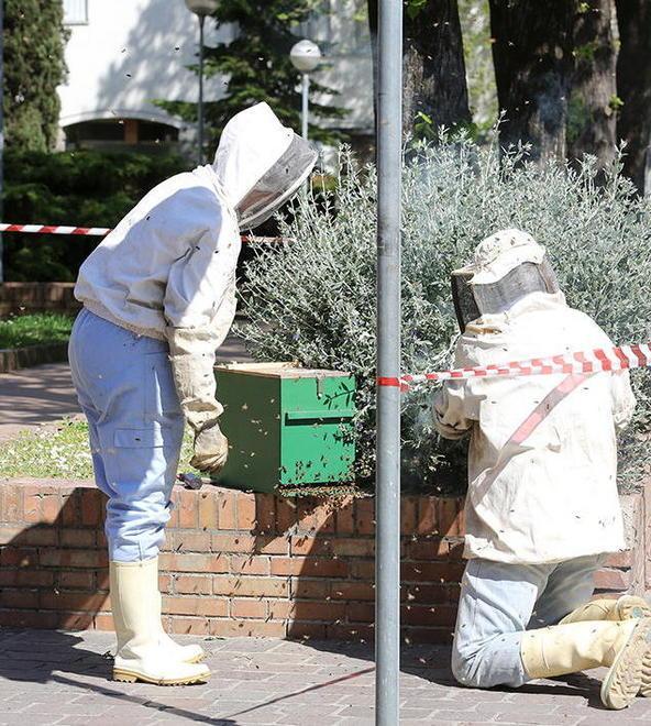 Un maxi sciame di api nell’area della biblioteca 