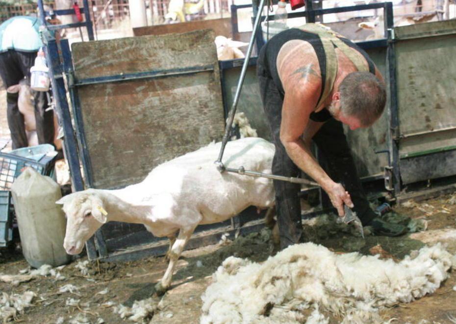 Come imparare a tosare le pecore 