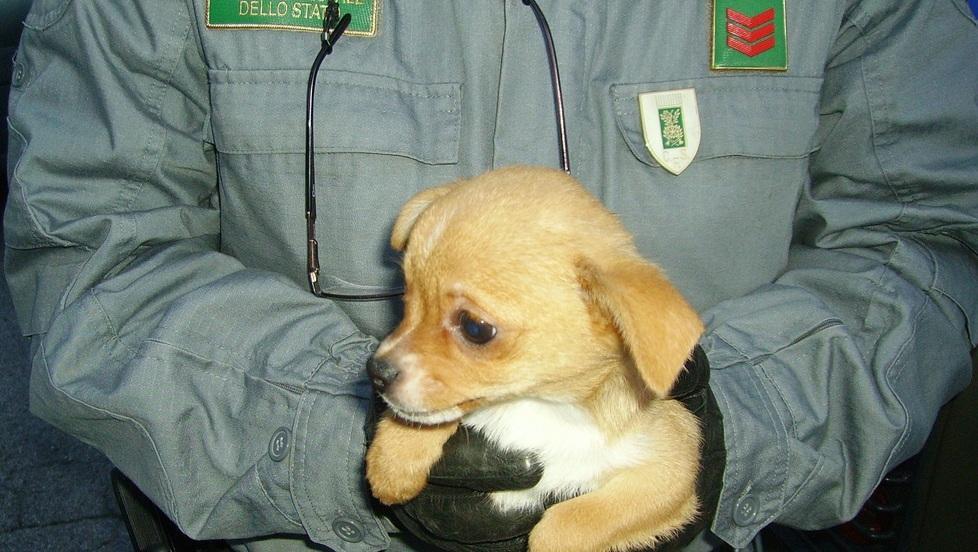 Cuccioli offerti a saldo sul web denunciata venditrice abusiva 