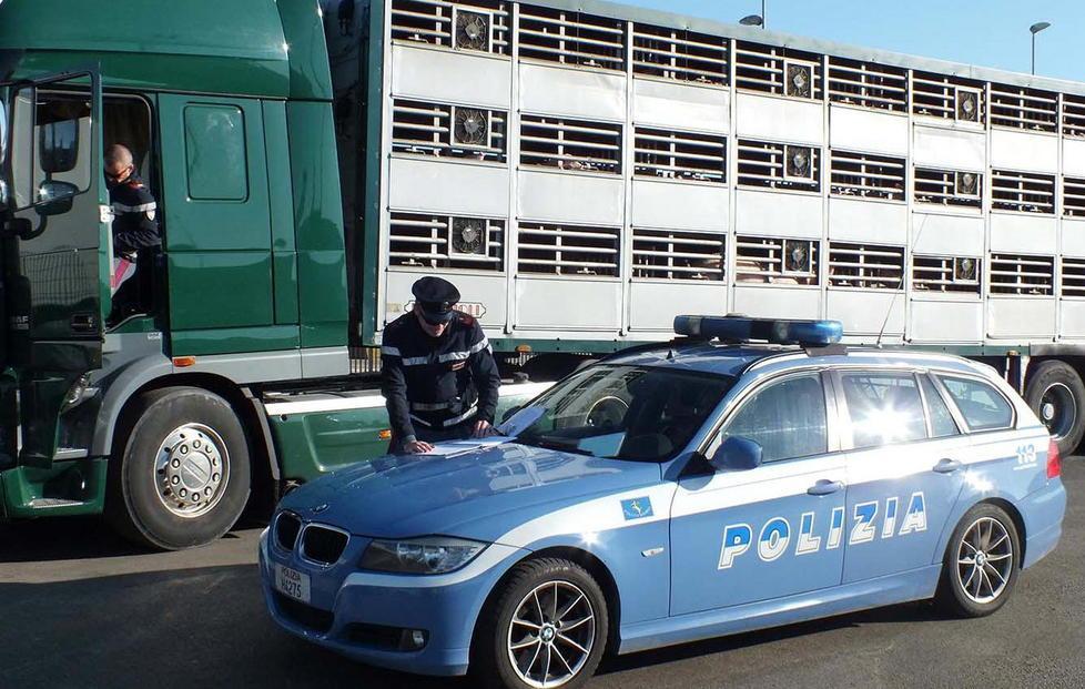 Controlli su chi trasporta animali 