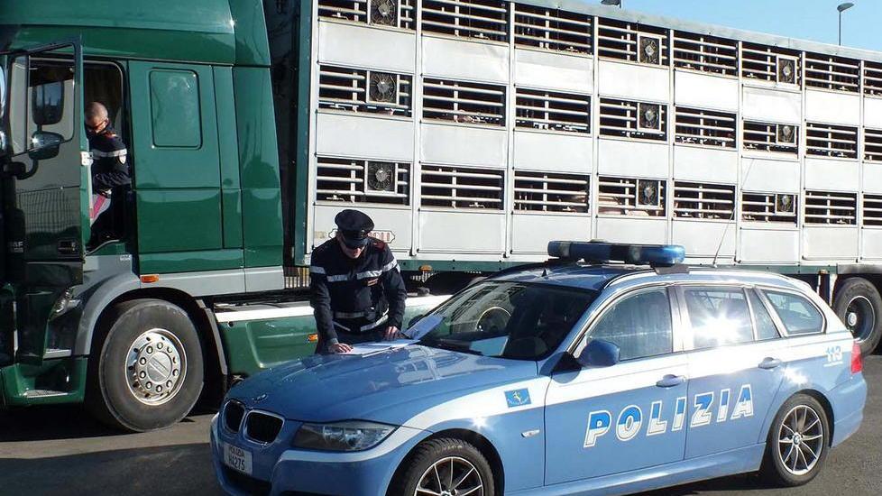 Controlli su chi trasporta animali