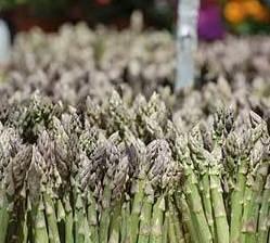 Multe da 15 euro a stelo per gli asparagi protetti 