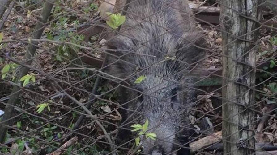 Un cinghiale scorrazza nel bel mezzo del paese