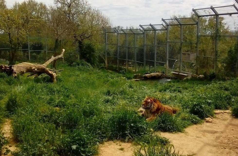 Circhi contro Crasm: "Animali mal tenuti" 