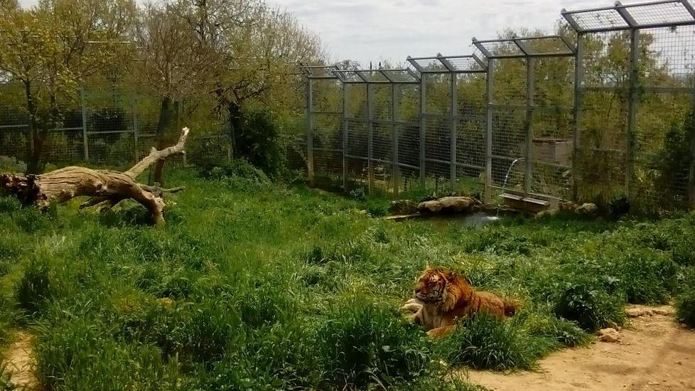 Circhi contro Crasm: "Animali mal tenuti"