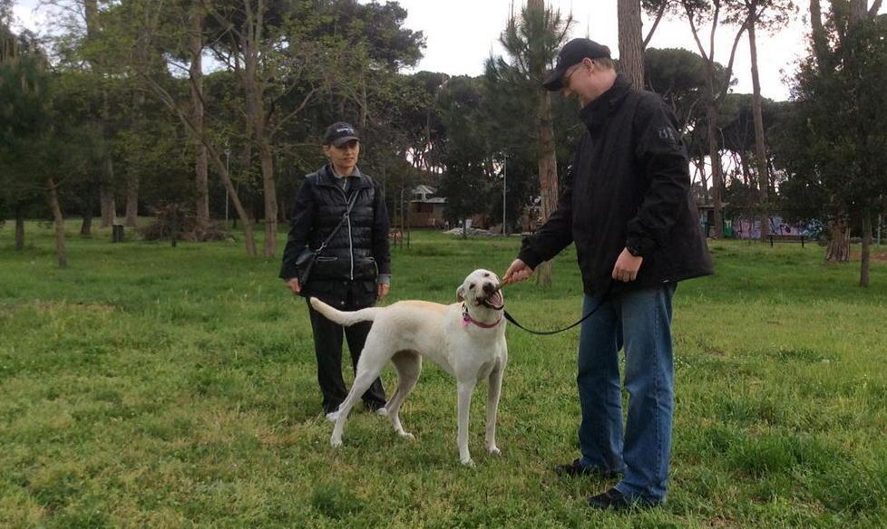 Cani uccisi da un veleno per lumache 