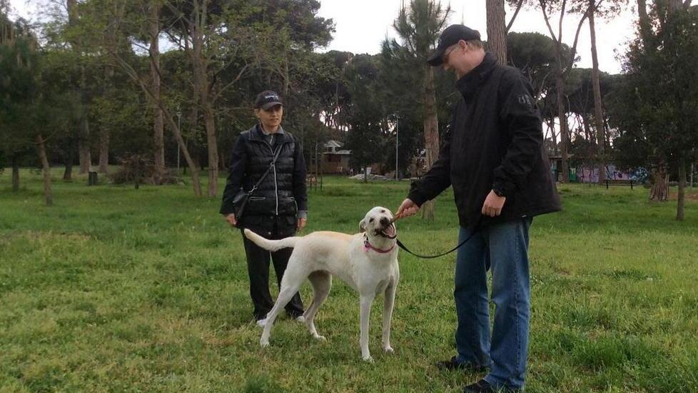 Cani uccisi da un veleno per lumache
