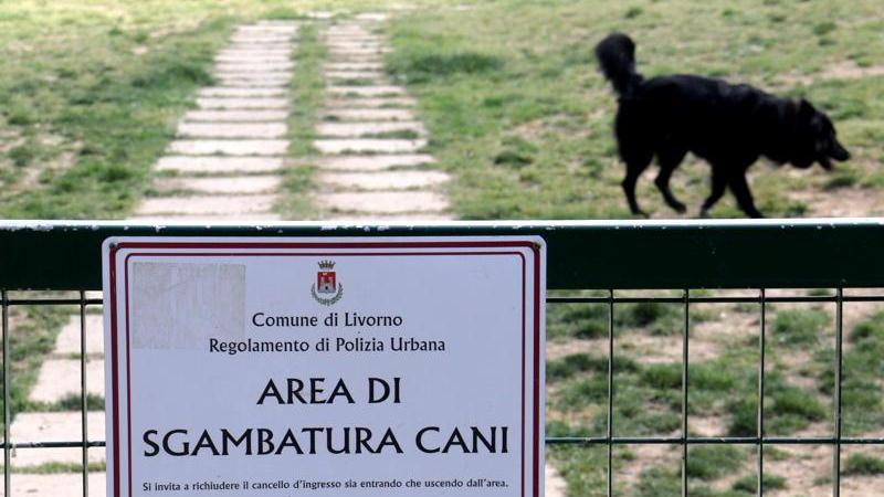 Un cane nel parco di via Filzi nel quartiere di Shangai