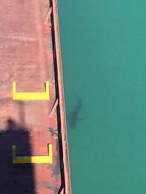 Lo squalo nel porto di Piombino