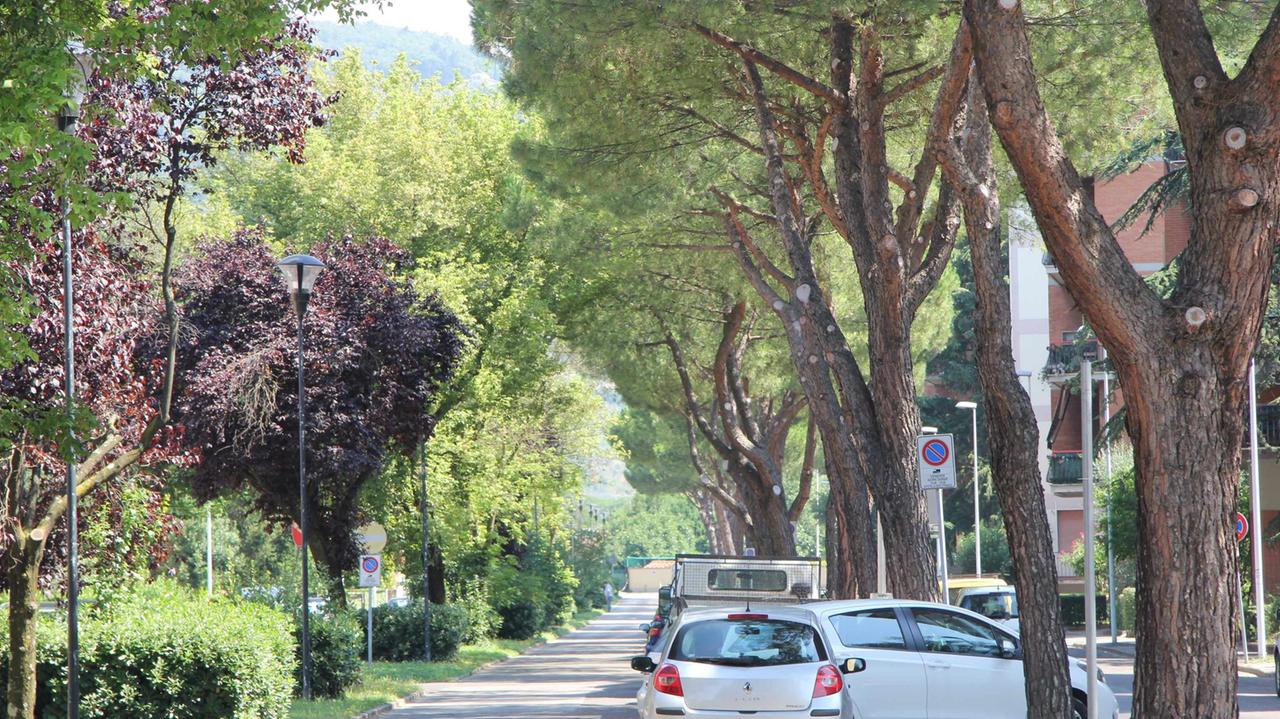 Via Goldoni ancora con i pini