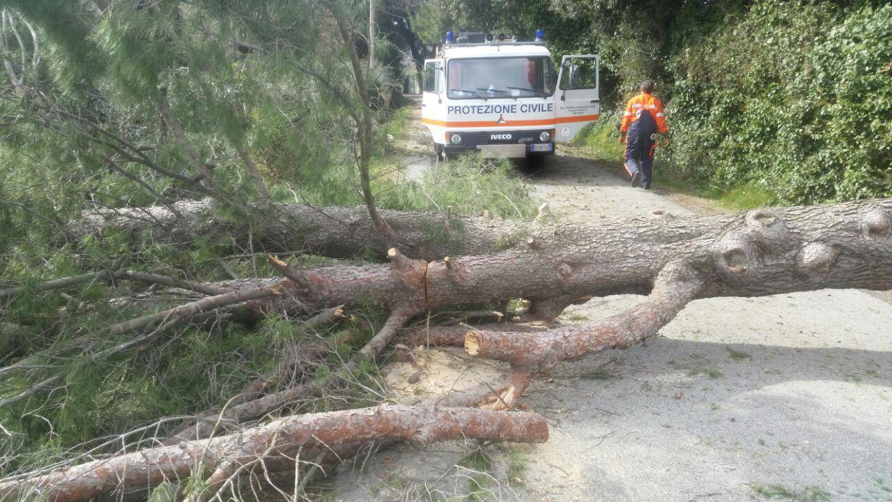 Un albero abbattuto dal forte vento
