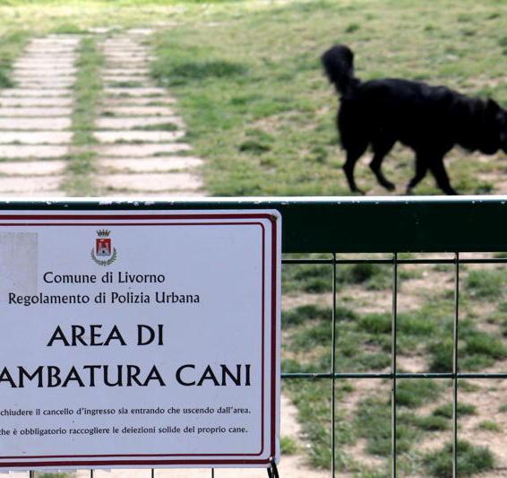 Polpetta avvelenata nel parco dei cani e ritorna la paura 