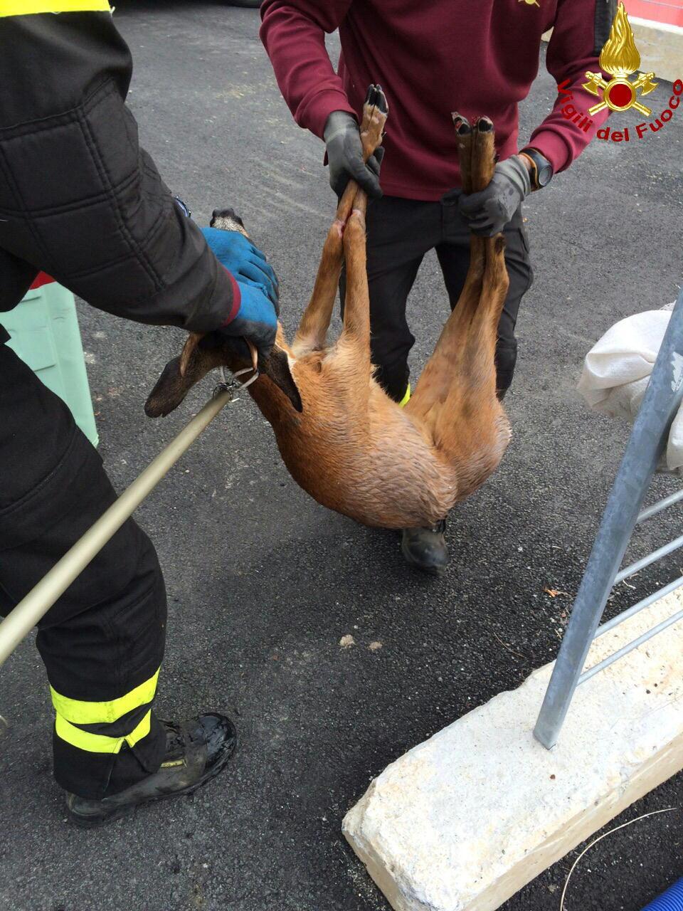 Il capriolo salvato dai vigili del fuoco