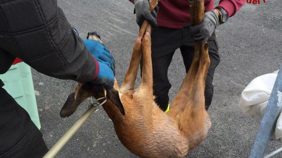 Il capriolo salvato dai vigili del fuoco