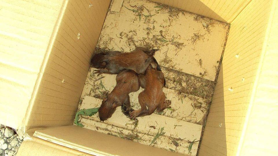 Al “nido” del Cras Matildico sono arrivati gli scoiattoli