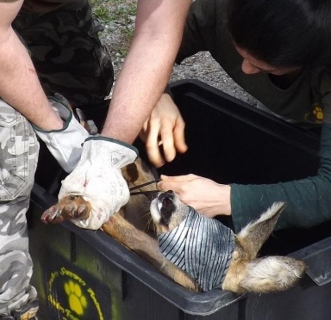 Salvato un capriolo incastrato a Serra in una cancellata