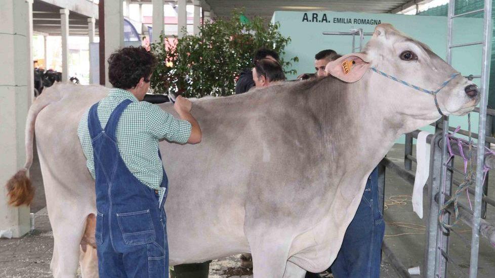 Le mucche da latte in vetrina alle Fiere: «Curate come bimbi»