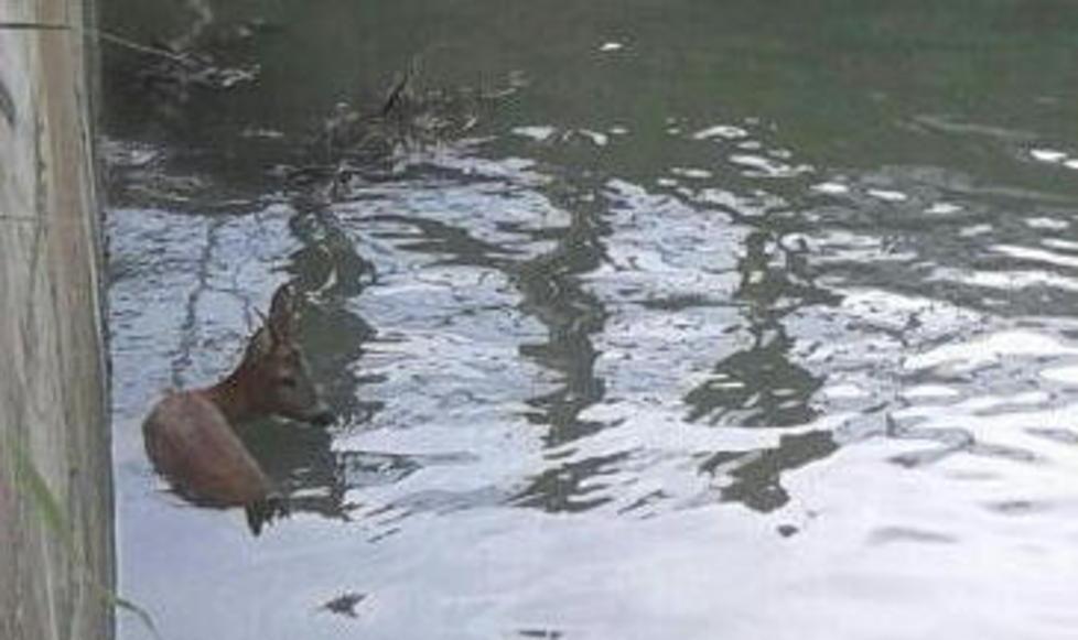 Capriolo cade nel canale salvato dai vigili del fuoco