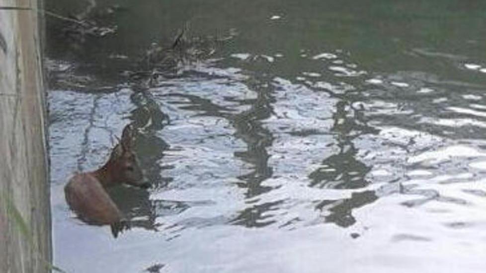 Capriolo cade nel canale salvato dai vigili del fuoco