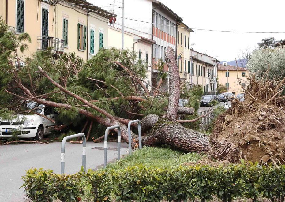 Verde in città da ripensare dopo la tempesta di vento